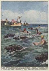 Gli allegri australiani